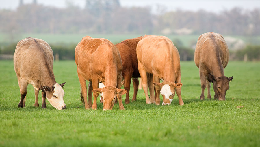 New advice issued for monitoring beef farm antibiotics use