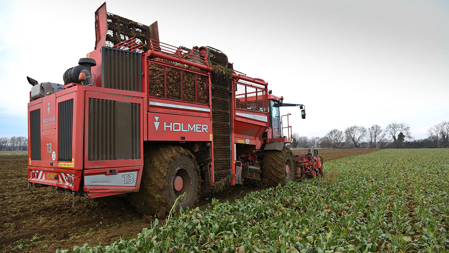 Growers stick with sugar beet for now but future uncertain